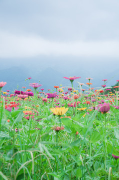 花海