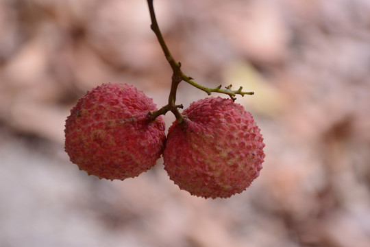 荔枝