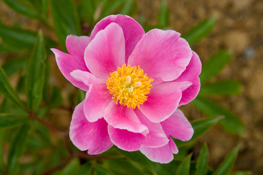 粉红色的芍药花朵