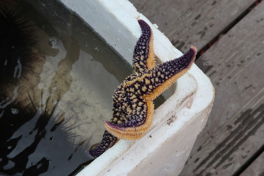 海底世界生物海星龟螺