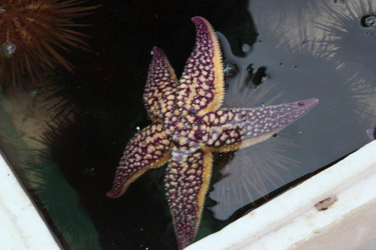 海底世界生物海星龟螺