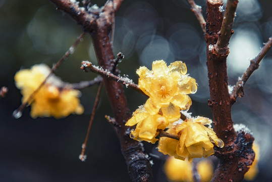 雪中腊梅