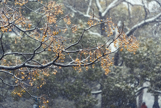 雪中的树枝