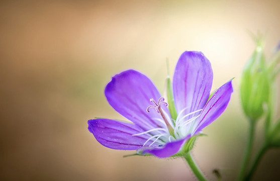 番红花藏红花西红花