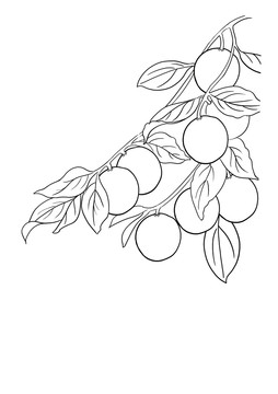 冬棗插畫