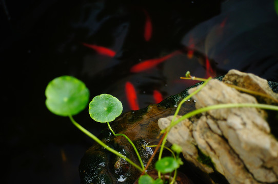 室内装饰金鱼池