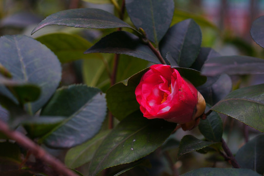 山茶花