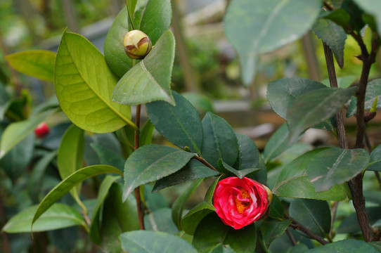 山茶花