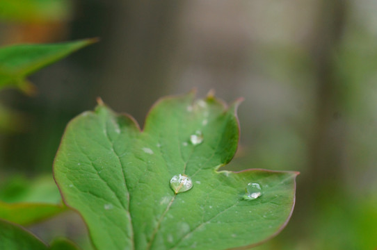 露珠露水