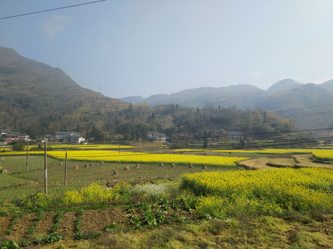 村庄和油菜花田