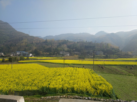 村庄和油菜花田