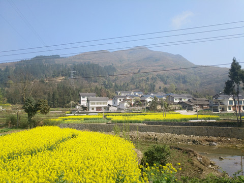 村庄和油菜花田