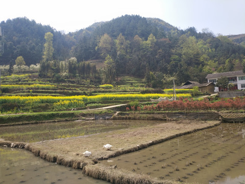 村庄和油菜花田