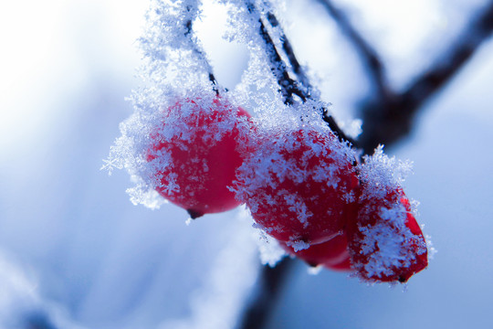 冰雪中的红果