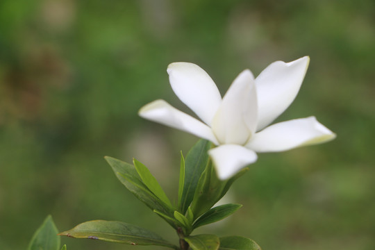 栀子花开