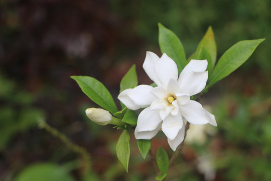 栀子花