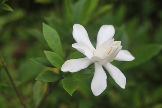 栀子花开