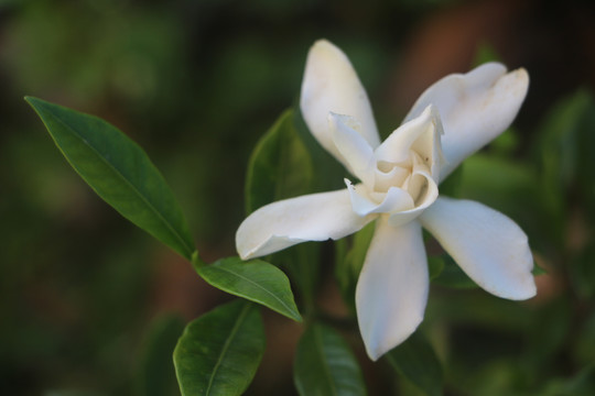 栀子花