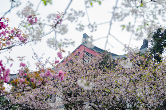 鸡鸣寺樱花