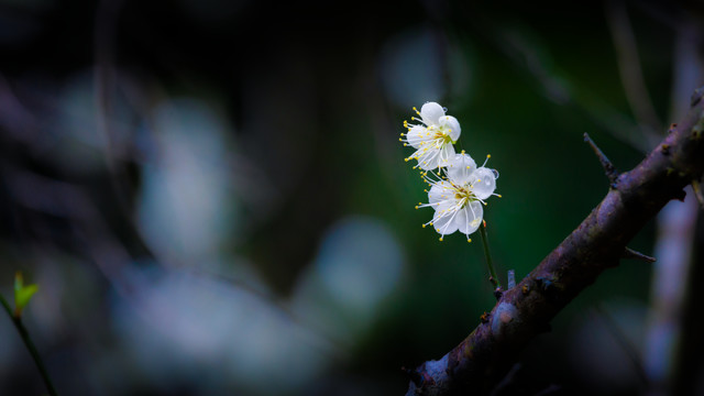 白梅花