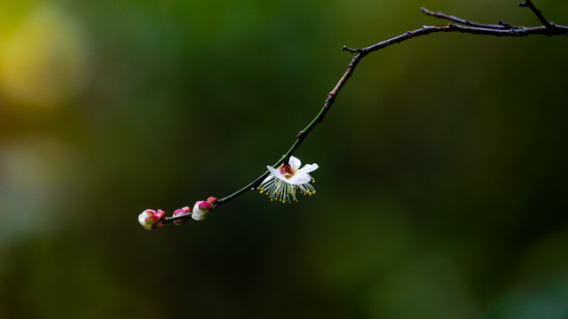 白梅花