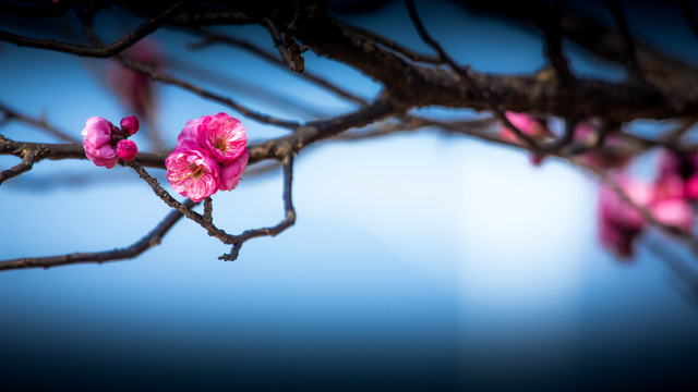 红梅花