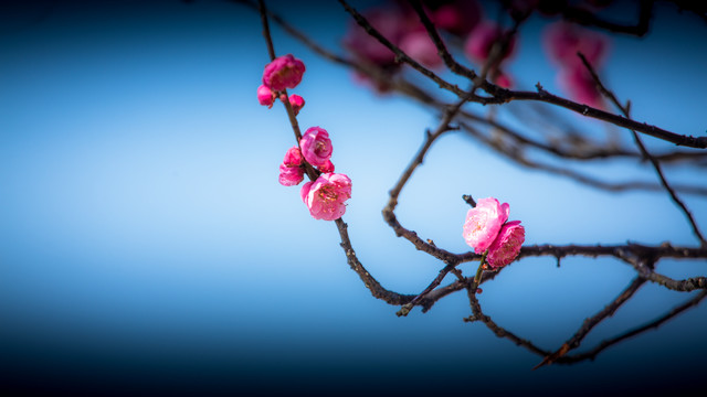 红梅花