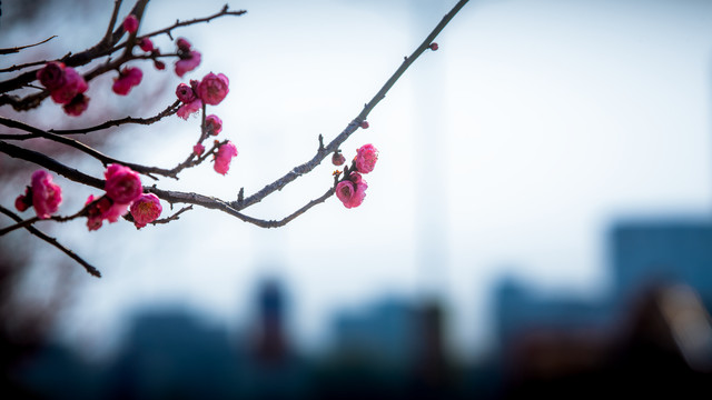 红梅花