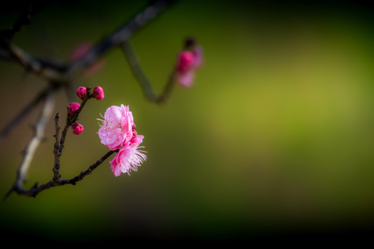 红梅花