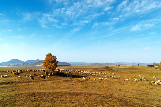 草原和羊群