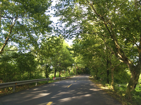 阳光洒满路