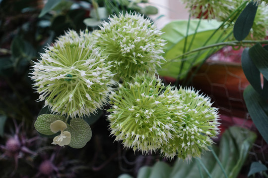 浪漫花饰