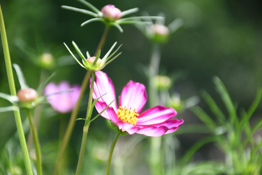 格桑花