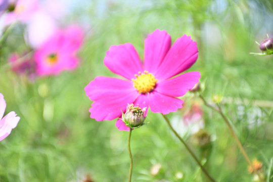 格桑花特写