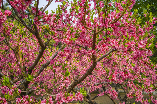 菊花桃