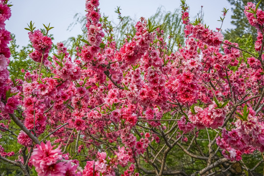 桃花树