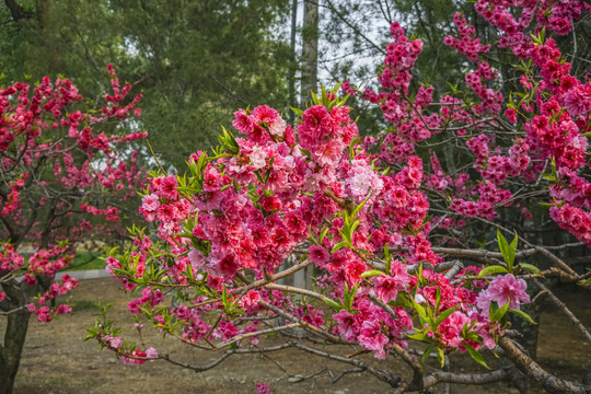 桃花高清大图