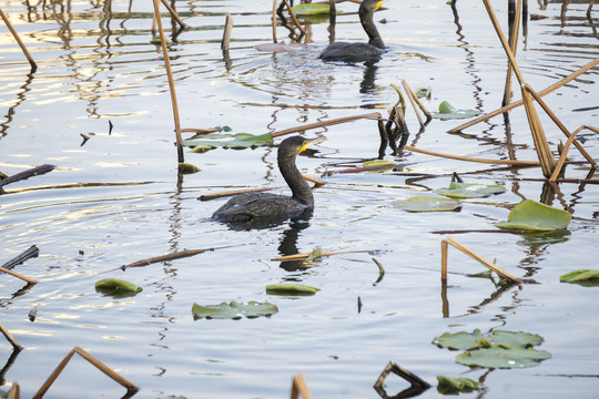 池塘的野鸭