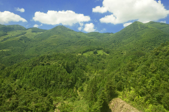 大山绿衣裳