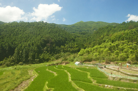 丘陵地区的梯田