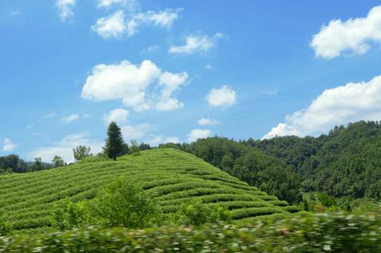 武夷山茶山掠影