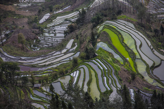 云南元阳梯田