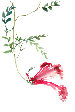 美麗的凌霄花