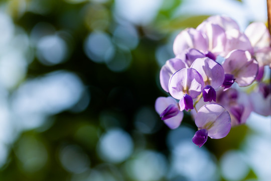 紫藤花