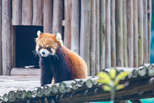 小熊猫