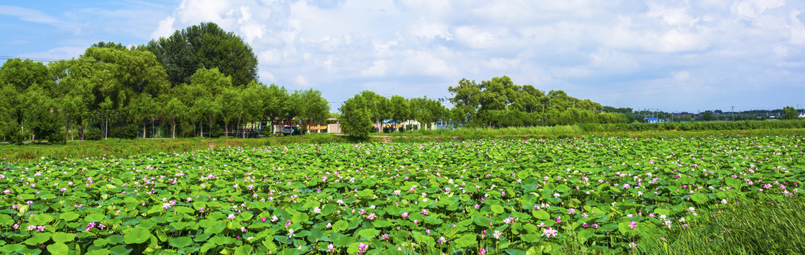 荷花池风景