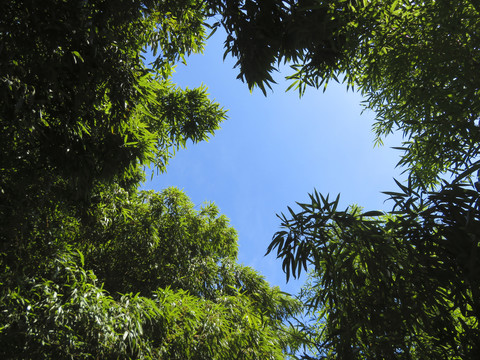 竹叶天空