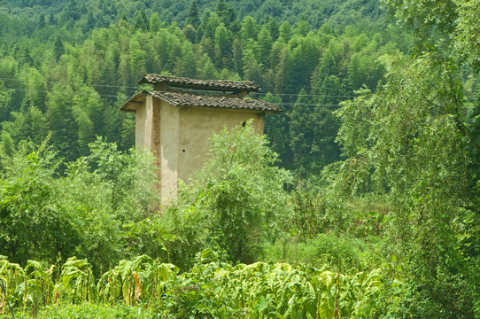 山里的烤烟房