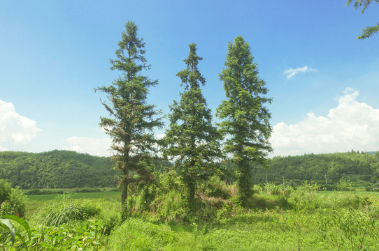 乡土绿树风景