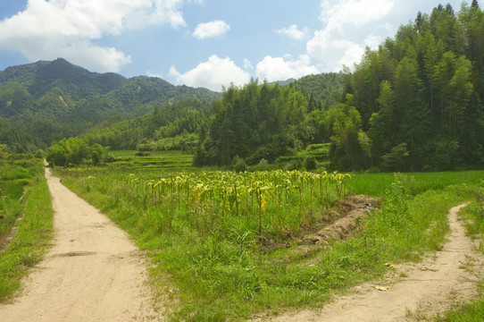 村里的小路